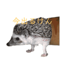 はりねずみで行こう。（博多弁）（個別スタンプ：11）