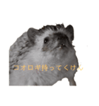 はりねずみで行こう。（博多弁）（個別スタンプ：12）