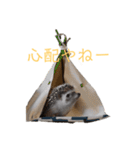 はりねずみで行こう。（博多弁）（個別スタンプ：14）