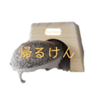 はりねずみで行こう。（博多弁）（個別スタンプ：15）