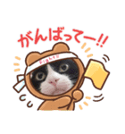 ハチワレ猫パウ君（個別スタンプ：5）