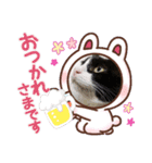 ハチワレ猫パウ君（個別スタンプ：6）