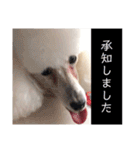 しろきけもの（個別スタンプ：2）