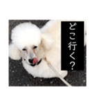 しろきけもの（個別スタンプ：6）