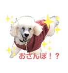 しろきけもの（個別スタンプ：7）