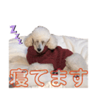 しろきけもの（個別スタンプ：11）
