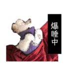 しろきけもの（個別スタンプ：12）