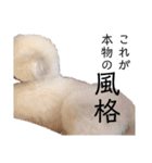 しろきけもの（個別スタンプ：21）
