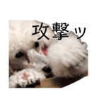 しろきけもの（個別スタンプ：29）