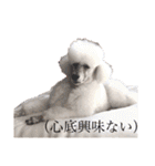 しろきけもの（個別スタンプ：36）