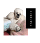 しろきけもの（個別スタンプ：38）