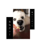 しろきけもの（個別スタンプ：39）