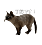 シャム猫mix（個別スタンプ：1）