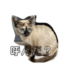 シャム猫mix（個別スタンプ：4）