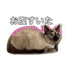 シャム猫mix（個別スタンプ：6）