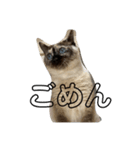 シャム猫mix（個別スタンプ：7）
