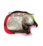 シャム猫mix（個別スタンプ：8）