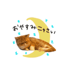 ブリタコブラザーズ（個別スタンプ：10）
