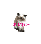 ブリタコブラザーズ（個別スタンプ：22）