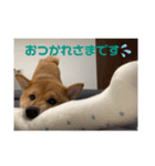 可愛いこてつの日常スタンプ（個別スタンプ：2）