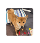 可愛いこてつの日常スタンプ（個別スタンプ：4）