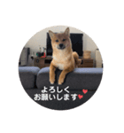 可愛いこてつの日常スタンプ（個別スタンプ：6）