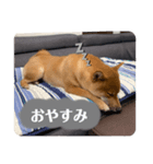 可愛いこてつの日常スタンプ（個別スタンプ：7）