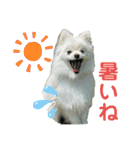 ひかるのあいさつ（個別スタンプ：7）