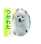 ひかるのあいさつ（個別スタンプ：22）
