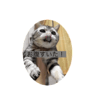 ねこ よく使う日常会話（個別スタンプ：1）