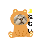 ねこ よく使う日常会話（個別スタンプ：2）