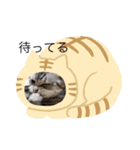 ねこ よく使う日常会話（個別スタンプ：4）