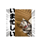ねこ よく使う日常会話（個別スタンプ：6）