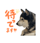 黒豆柴ゆきちゃん❤︎（個別スタンプ：11）