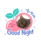 我が家の4にゃん2（個別スタンプ：6）