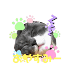 我が家の4にゃん2（個別スタンプ：7）