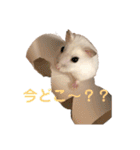 もぐちゃんの日常（個別スタンプ：1）