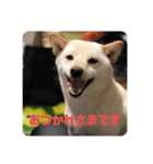 モカさんスタンプ1（個別スタンプ：2）