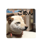 モカさんスタンプ1（個別スタンプ：4）