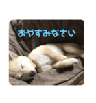 モカさんスタンプ1（個別スタンプ：7）