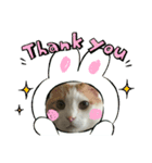 かわいい子猫 スタンプ（個別スタンプ：1）