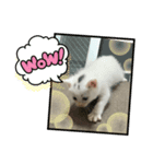 かわいい子猫 スタンプ（個別スタンプ：3）