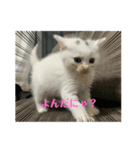 かわいい子猫 スタンプ（個別スタンプ：6）