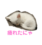 かわいい子猫 スタンプ（個別スタンプ：7）