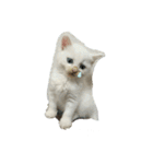 かわいい子猫 スタンプ（個別スタンプ：8）