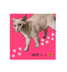only sakura stamp（個別スタンプ：1）
