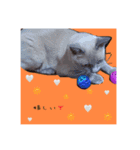only sakura stamp（個別スタンプ：2）