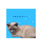 only sakura stamp（個別スタンプ：5）