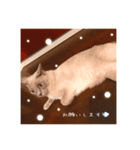 only sakura stamp（個別スタンプ：7）
