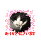 プリンちゃん3（個別スタンプ：1）